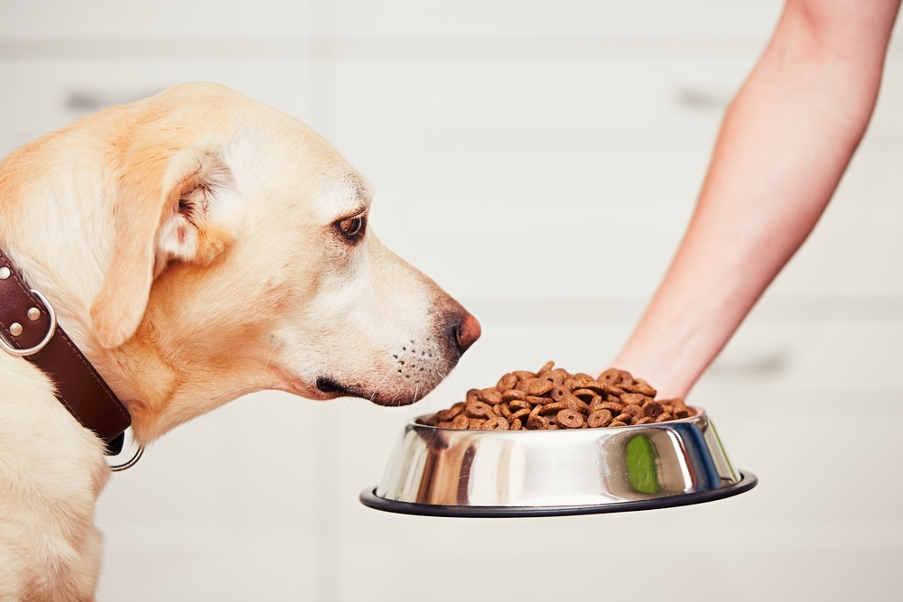 Alimentația câinelui: Ce înseamnă o dietă echilibrată a unui câine și ce trebuie să știm despre hrănirea patrupedului nostru